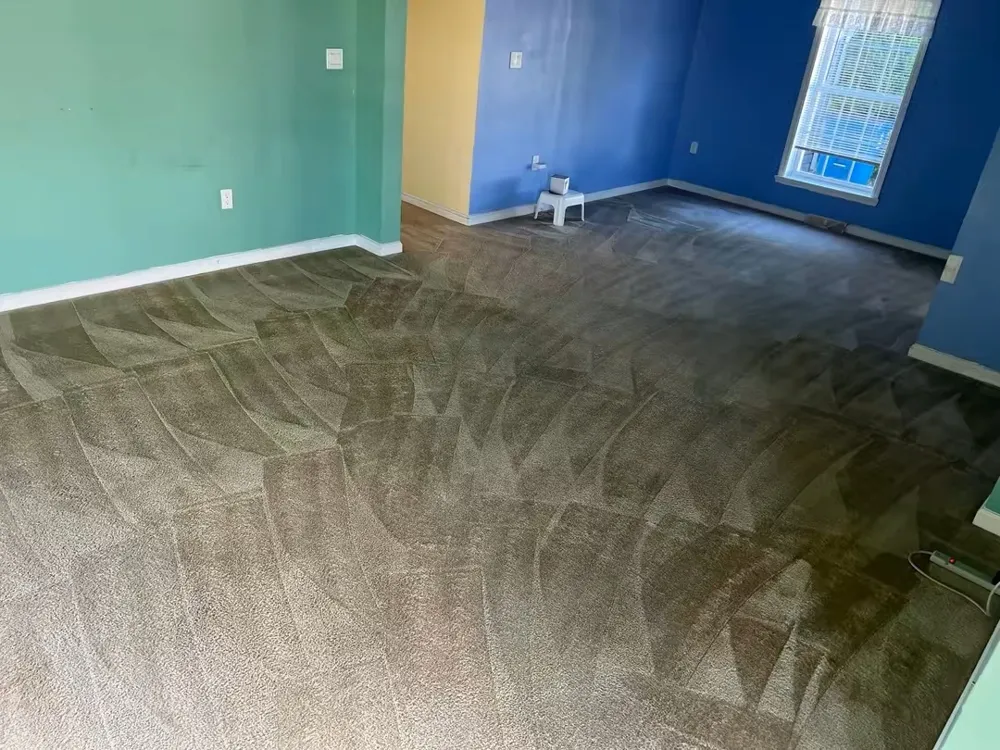 Freshly cleaned carpet in a room with blue and green walls