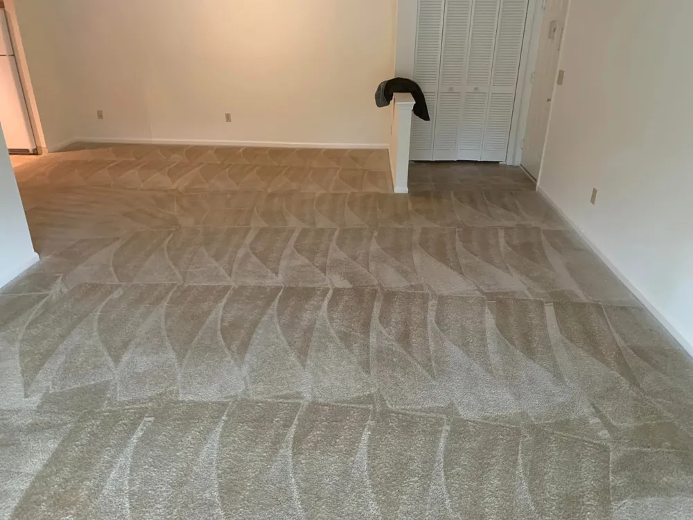 Freshly cleaned beige carpet in a living room with wand marks