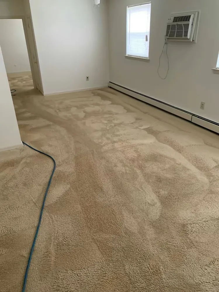 Carpet mid-cleaning with the extraction hose on the floor